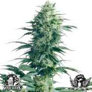 Sensi Seeds Mothers Finest