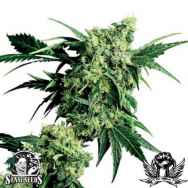 Sensi Seeds Mr Nice G13 x Hash Plant