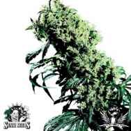 Sensi Seeds Northern Lights #5 x Haze