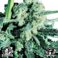 Sensi Seeds SENSI Skunk