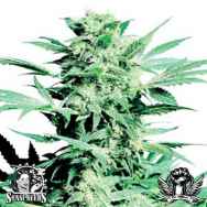 Sensi Seeds Shiva Skunk