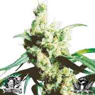 Sensi Seeds Silver Haze