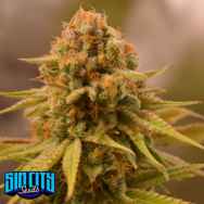 SinCity Seeds Sequoia Strawberry