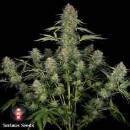 Serious Seeds Serious Kush