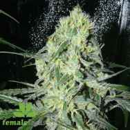 Female Seeds SexBud