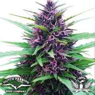 Dutch Passion Seeds Shaman