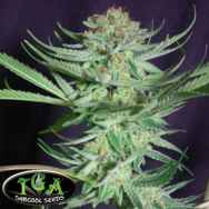 TGA Subcool Seeds Shangrila