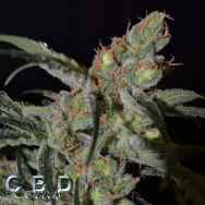 CBD Seeds Shark