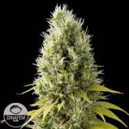 Dinafem Seeds Shark Shock CBD