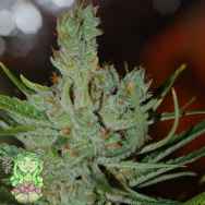 Trichome Jungle Seeds Shimla Haze