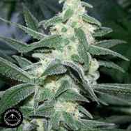 Sagarmatha Seeds Silver Bullet