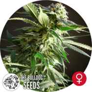 The Bulldog Seeds Silverstar Haze