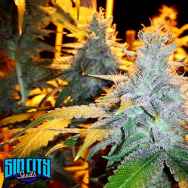 SinCity Seeds SilverBack Jack