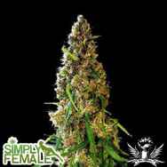 Simply Female Seeds Dragons Breath