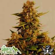 Simply Female Seeds Mega Lemonista