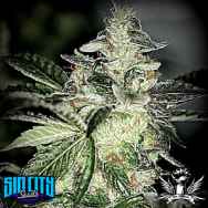 SinCity Seeds Aliens JackD Up