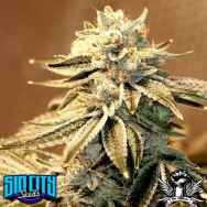 SinCity Seeds BluePower