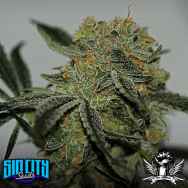 SinCity Seeds Buddha's Dream