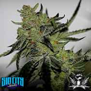 SinCity Seeds Cherry Fuel