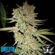 SinCity Seeds Dream N Sour