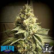 SinCity Seeds Galactic Jack