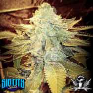 SinCity Seeds SinFully Sour