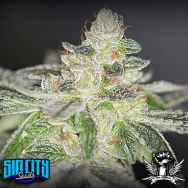 SinCity Seeds Buddhas On Moonshine