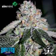 SinCity Seeds SinMint Cookies