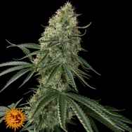 Barneys Farm Seeds Auto Sin Tra Bajo