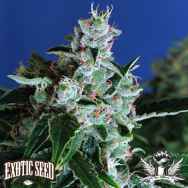 Exotic Seed Sir Jack AUTO