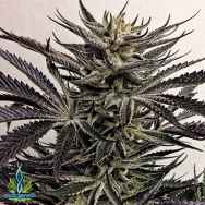 Exotic Genetix Seeds Sizzurp