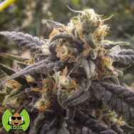 Loud Seeds Skins Skunk