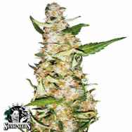 Sensi Seeds Skunk #1 AUTO