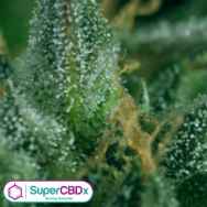 SuperCBDx Seeds Skunk No1 x SCBDX