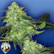 Flying Dutchmen Seeds Skunk Classic