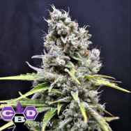 CBD Crew Seeds Skunk Haze