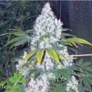 Female Seeds Skunk Special