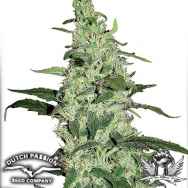 Dutch Passion Seeds Skywalker