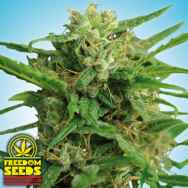 Freedom Seeds Smokey Bear XL AUTO