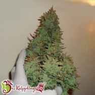 Dr. Krippling Seeds Smokin' Gun AUTO