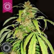 Tropical Seeds Smooth Smoke