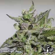 SnowHigh Seeds 3 x Purple