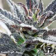 SnowHigh Seeds Electric Grape Punch
