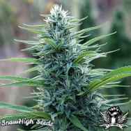 SnowHigh Seeds General Ho