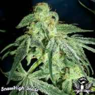 SnowHigh Seeds Golden Kush