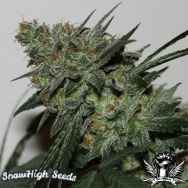 SnowHigh Seeds Hells Angel