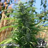 SnowHigh Seeds Magic Man