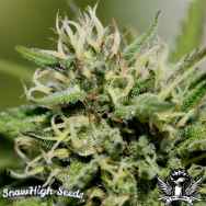 SnowHigh Seeds Pipe Dream