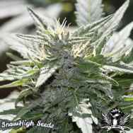 SnowHigh Seeds Purple Pantera