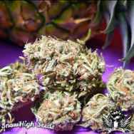 SnowHigh Seeds Purple Pineapple Bomb